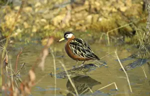Chris Knights Photography Impressions: Grey Phalaropes