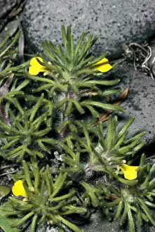 Ground Cover Plants Impressions: Ground Pine