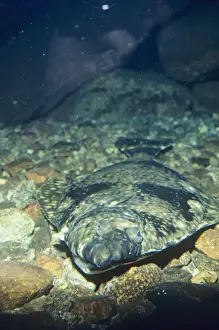 Edible Fish Impressions: Halibut
