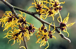 Yellow Blooms Impressions: Hamamelis