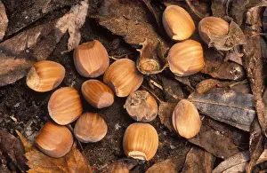 Seed Dispersal Methods Impressions: Hazel Nuts