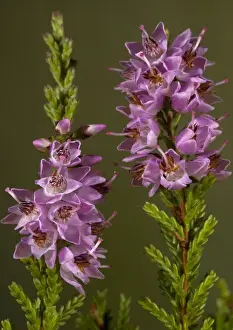 Calluna Vulgaris Images Impressions: Heather