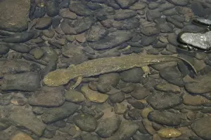 Underwater Animal Photos Impressions: Hellbender - Underwater