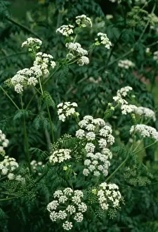 Images datées de 2004 mai: Hemlock