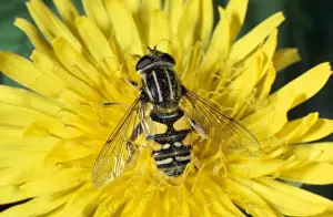 Insect Prints For Sale Impressions: Hoverfly / Sunfly