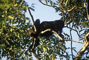 Tropical Jungle Animals Impressions: Howler Monkey Belize