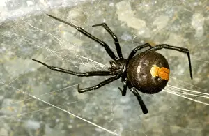 Australian Arachnids Impressions: HRD01530