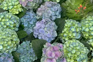 Hydrangea Flowers Impressions: Hydrangea