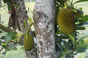 Artocarpus Heterophyllus Impressions: Jackfruit - fruit