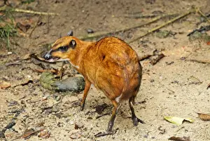 Malaysia Wildlife Photography Impressions: Java Mouse-deer - Malaysia