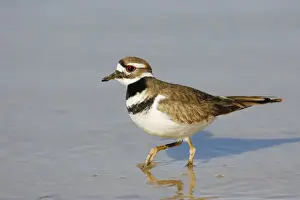 Personal Display Art Prints Impressions: Killdeer