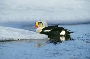 Chris Knights Photography Impressions: King Eider Duck