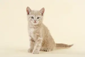 Single Pet Photography Impressions: KITTEN