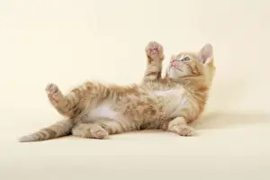 Tortoiseshell Kitten Impressions: KITTEN. ( ginger) playing