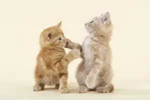 Ginger Kittens Impressions: KITTENS. ( ginger ) playing