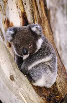 Phascolarctidae Impressions: Le koala - dans l'arbre.