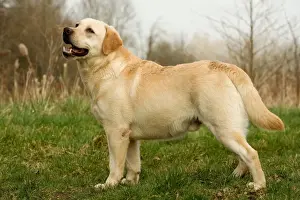 Ardea Wildlife Pets Environment Art Impressions: Labrador