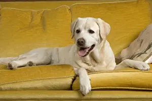Unique Pet Photography Art Impressions: Labrador - lying on sofa