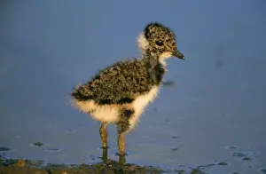 Vanellus Vanellus Images Impressions: Lapwing - chick