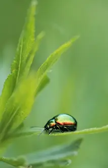 Leaf Beetle Germany Impressions: Leaf Beetle