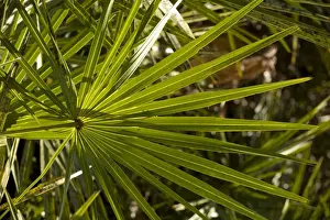 Palm Tree Leaves Impressions: Leaf of cabbage palm