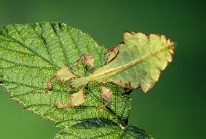 Unique Wildlife Photography Impressions: Leaf Insect