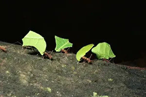 Leafcutter Ants Impressions: LeafcutterAnt