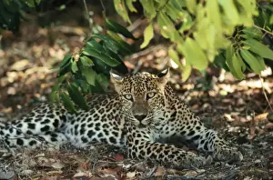 Wildlife Prints Personal Use Only Impressions: Leopard