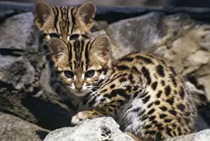 Wildlife Artwork For Sale Impressions: Leopard Cat