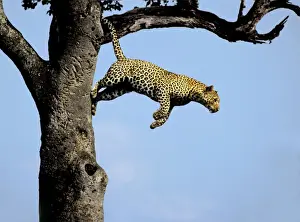 Unique Animal Photography Prints Impressions: Leopard - jumping from tree
