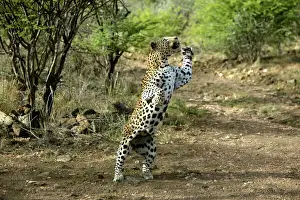 Images datées de 2003: Leopard de Namibie