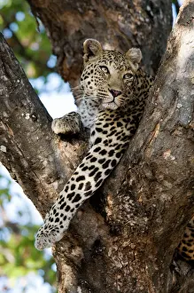 Chat Sauvage Impressions: Leopard - reposant dans la fourche d'un arbre
