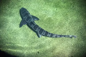 Shark Conservation Images Impressions: Leopard Shark