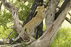 Leopard - dans larbre. Afrique.