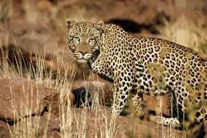 Leopard Namibia Impressions: Leopards - Namibia