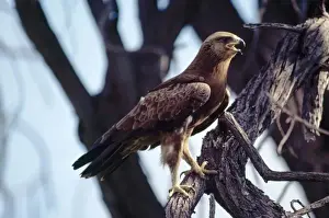 Personal Use Only Prints Impressions: Lesser Spotted Eagle