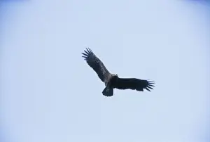 Wildlife Raptors Images Impressions: Lesser Spotted Eagle - in flight