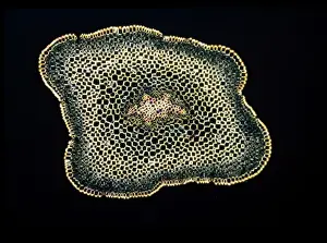Light Microscope Images Impressions: Light Micrograph (LM): A transverse section of a stem of Whisk Fern (Psilotum nudum); Magnification x18 (on 10)