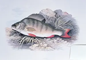 Wildlife Prints Impressions: Lithograph - of Perch