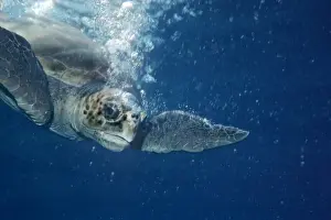 Hérons Impressions: La tortue luth - La tortue luth entourée de ses propres bulles en plongeant après avoir pris une respiration d'air