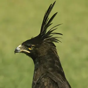 Peter Steyn Photography Impressions: Long-crested Hawk Eagle