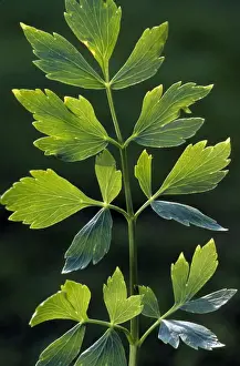 Lovage Plant Impressions: Lovage