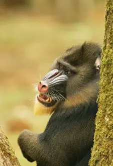 Central African Mammals Impressions: Mandrill Baboon