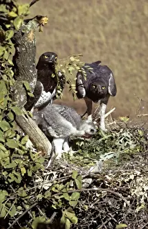 Bird Nest Photography Impressions: Martial Eagle