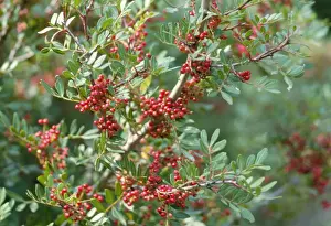 Pistacia Lentiscus Impressions: Mastic Tree