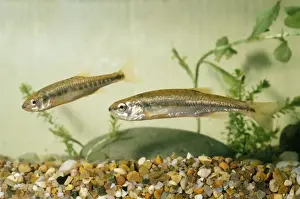 Ardea London Prints Impressions: Minnows