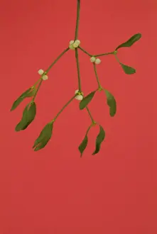 Mistletoe Plant Impressions: Mistletoe