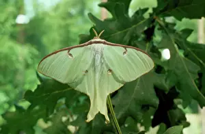 Lepidoptera Species Images Impressions: Moon Moth