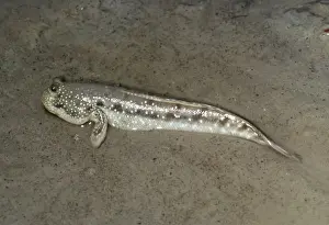 European Freshwater Fish Impressions: Mud Skipper