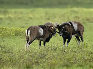 European Mouflon Rams Impressions: Mufflon